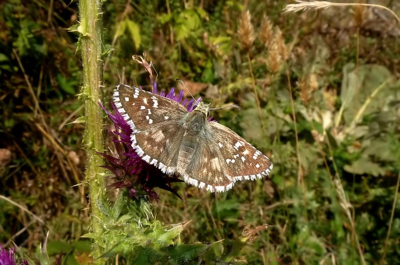 Pyrgus da identificare